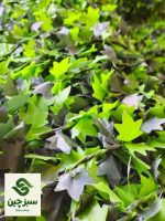 فنس برگ انگور - سبزچین چمن