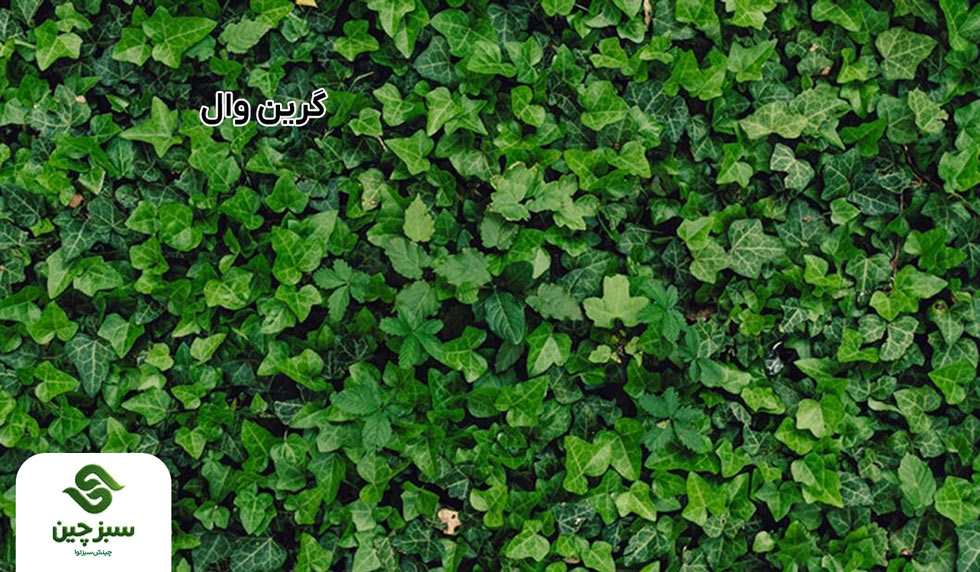 گرین وال - سبزچین